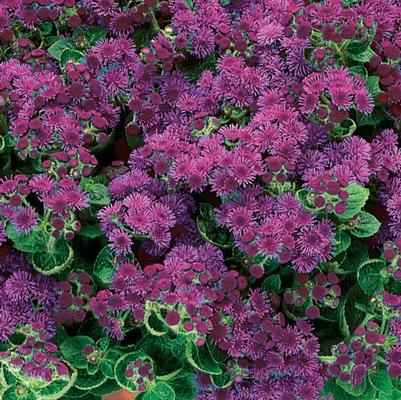 Ageratum houstonianum Artist® Purple