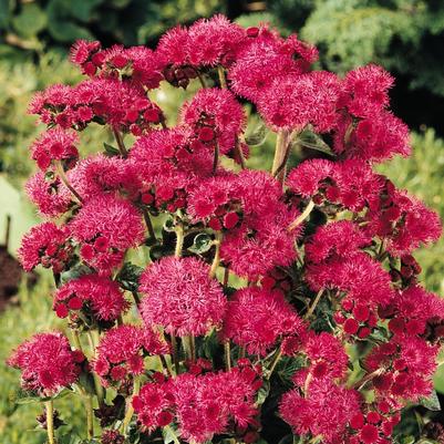 Ageratum houstonianum Red Sea