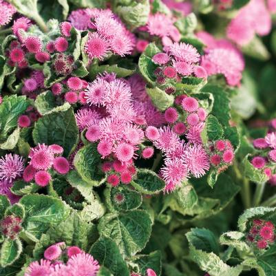 Ageratum houstonianum Artist® Rosea