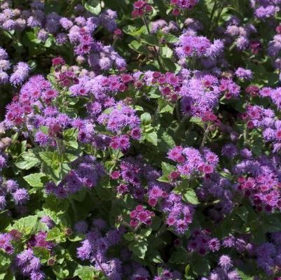 Ageratum houstonianum Royal Purple