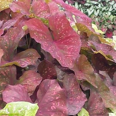 Caladium Heart to Heart® Burning Heart