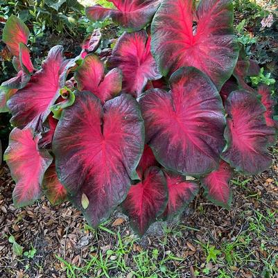 Caladium Painted Frog™ Red-Bellied Tree Frog