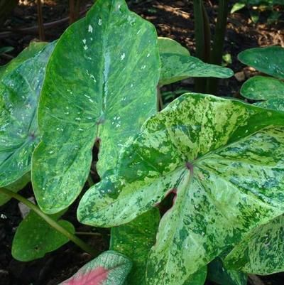 Caladium Painted Frog™ Tie-Dyed Tree Frog