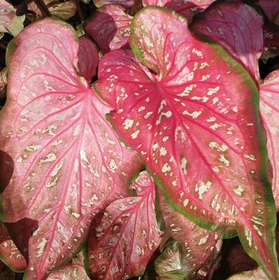 Caladium hortulanum Heart to Heart™ Caribbean Coral