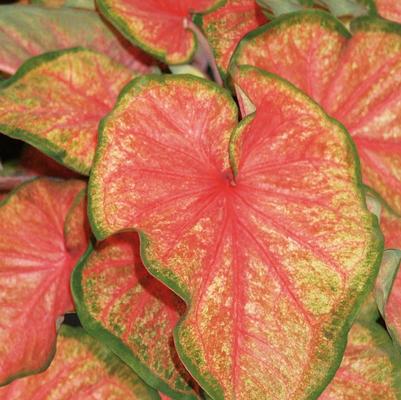 Caladium hortulanum Heart to Heart™ Chinook