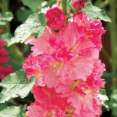 Alcea rosea Spring Celebrities Carmine-Rose