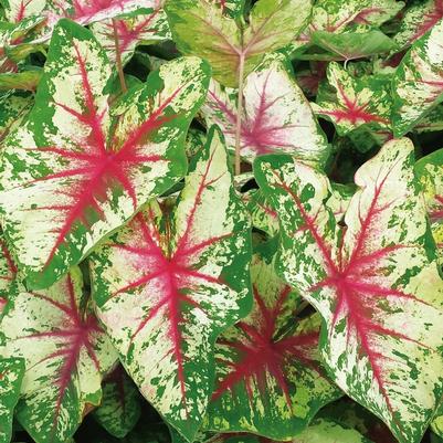 Caladium hortulanum Heart to Heart™ Flatter Me