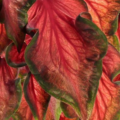 Caladium hortulanum Heart to Heart®: Hot 2 Trot