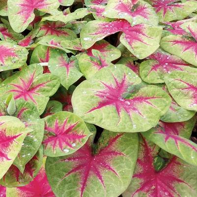 Caladium hortulanum Heart to Heart™ Lemon Blush