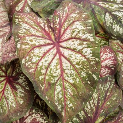 Caladium hortulanum Heart to Heart®: Xplosion