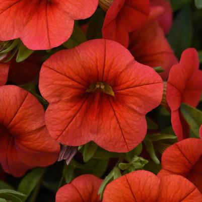 Calibrachoa Cabaret® Orange Improved