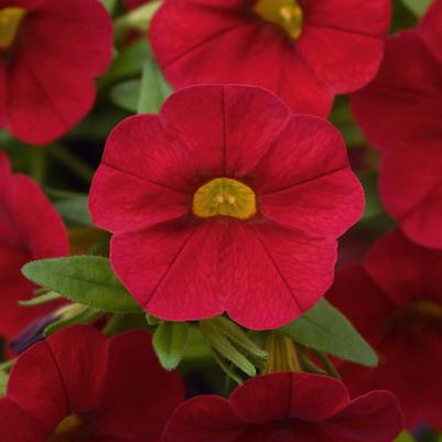 Calibrachoa Cabaret® Red