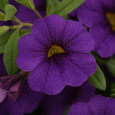 Calibrachoa Cabaret® Blue Midnight