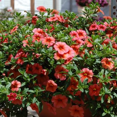 Calibrachoa Aloha Apricot - Million Bells