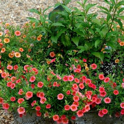 Calibrachoa Cabaret® Apricot