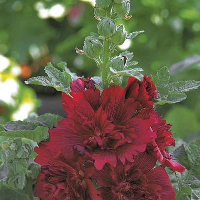 Alcea rosea Spring Celebrities Crimson