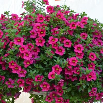 Calibrachoa Aloha Kona Merlot - Mini Petunia