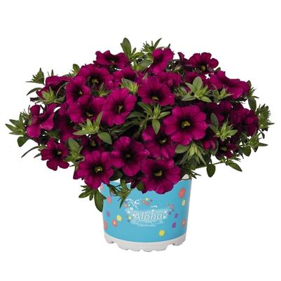 Calibrachoa Aloha Kona Neon