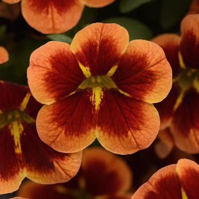 Calibrachoa Bumble Bee™ Orange