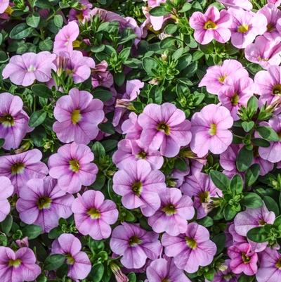 Calibrachoa Aloha Kona Soft Pink