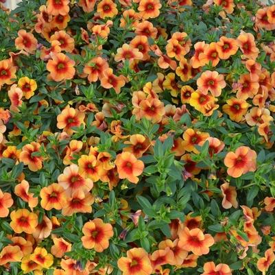 Calibrachoa Aloha Tiki Orange