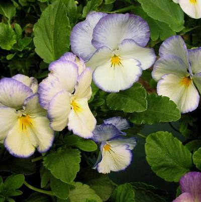 Viola cornuta Celestial™ Blue Moon