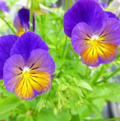 Viola cornuta Celestial™ Northern Lights