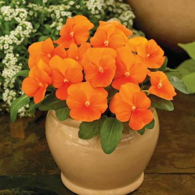 Viola cornuta ColorMax Clear Orange
