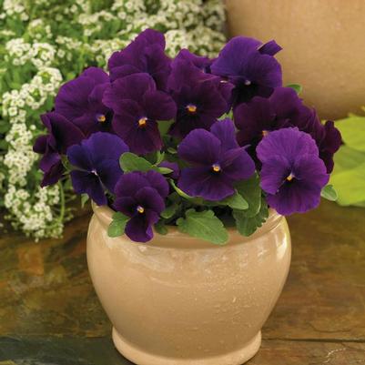 Viola cornuta ColorMax Clear Purple