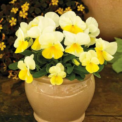 Viola cornuta ColorMax Lemon Splash