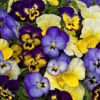 Viola cornuta ColorMax Lemonberry Pie Mix