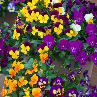 Viola cornuta ColorMax Mix
