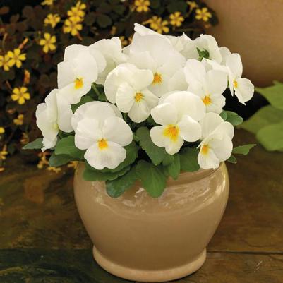 Viola cornuta ColorMax Popcorn