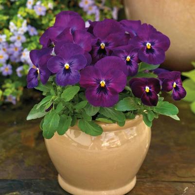 Viola cornuta ColorMax Purple Glow