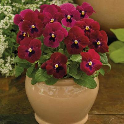 Viola cornuta ColorMax Rose Blotch