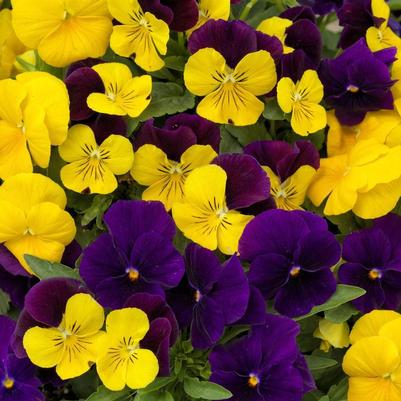 Viola cornuta ColorMax Royal Mix