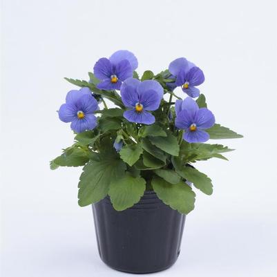 Viola cornuta ColorMax True Blue