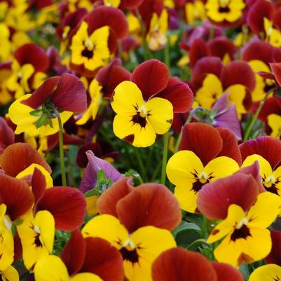 Viola cornuta Floral Power® Yellow Blotch Red Wing