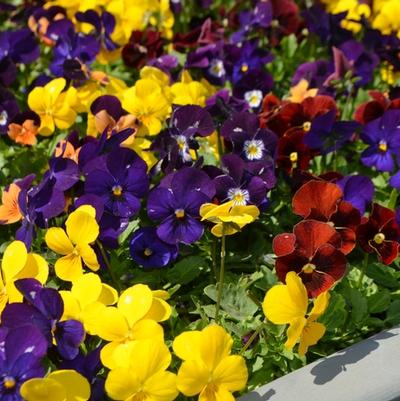 Viola cornuta Admire® Indian Summer Mix