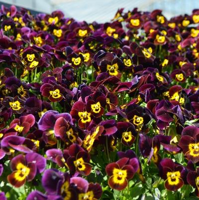 Viola cornuta Admire® Ruby Gold