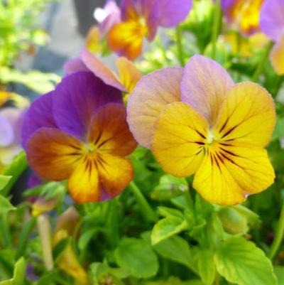 Viola cornuta Celestial&trade; Twilight