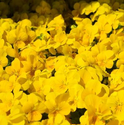 Viola cornuta Admire® Yellow