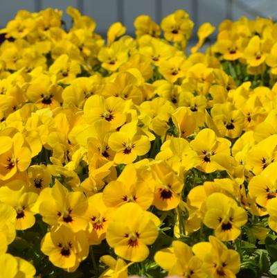 Viola cornuta Admire® Yellow Blotch