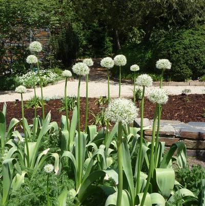 Allium stipitatum Mt. Everest