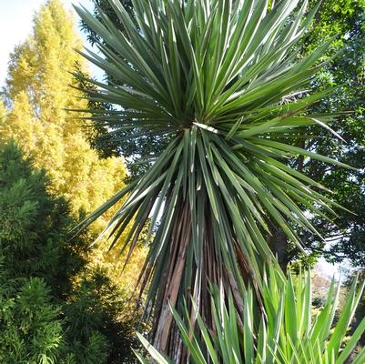 Copernicia macroglossa 