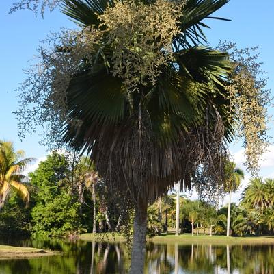 Copernicia x burretiana 