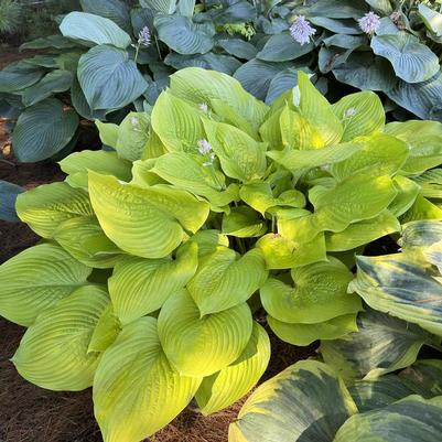 Hosta Age of Gold