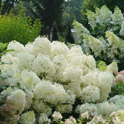 Hydrangea paniculata Puffer Fish®