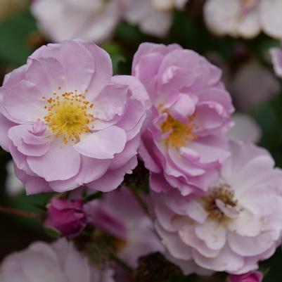 Rosa Rise Up Lilac Days®