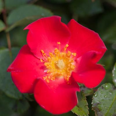 Rosa Easy Elegance® Screaming Neon Red™
